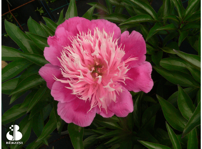 Paeonia lactiflora   'Fantastic'